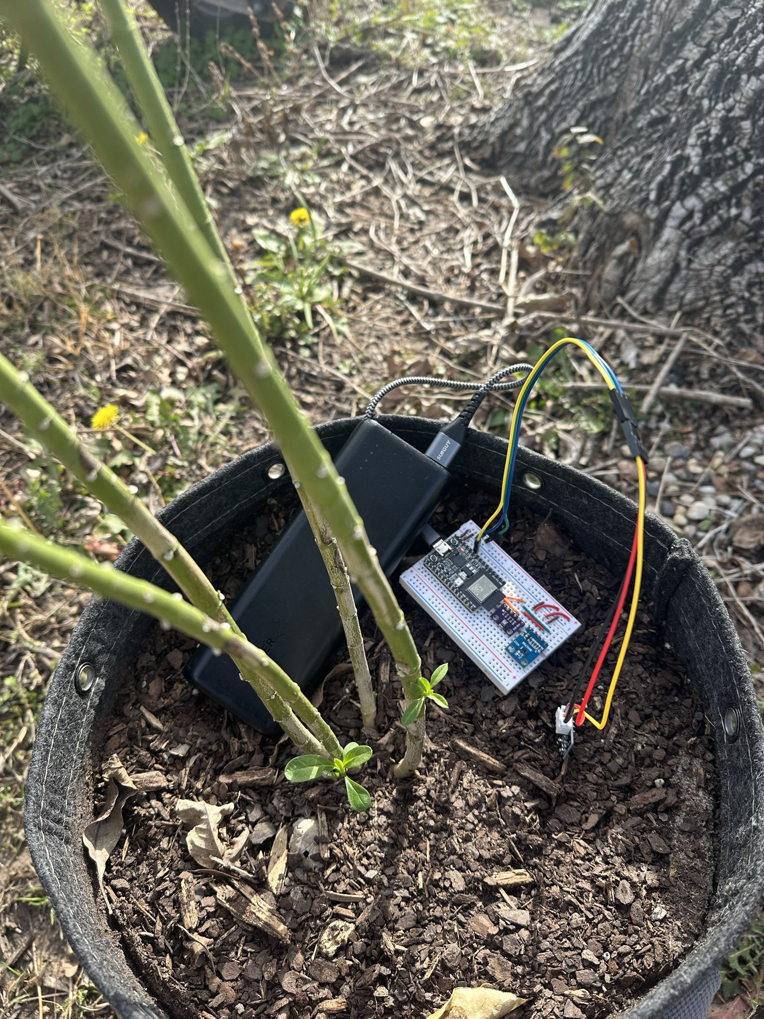 Board deployed on outdoor milkweed plant