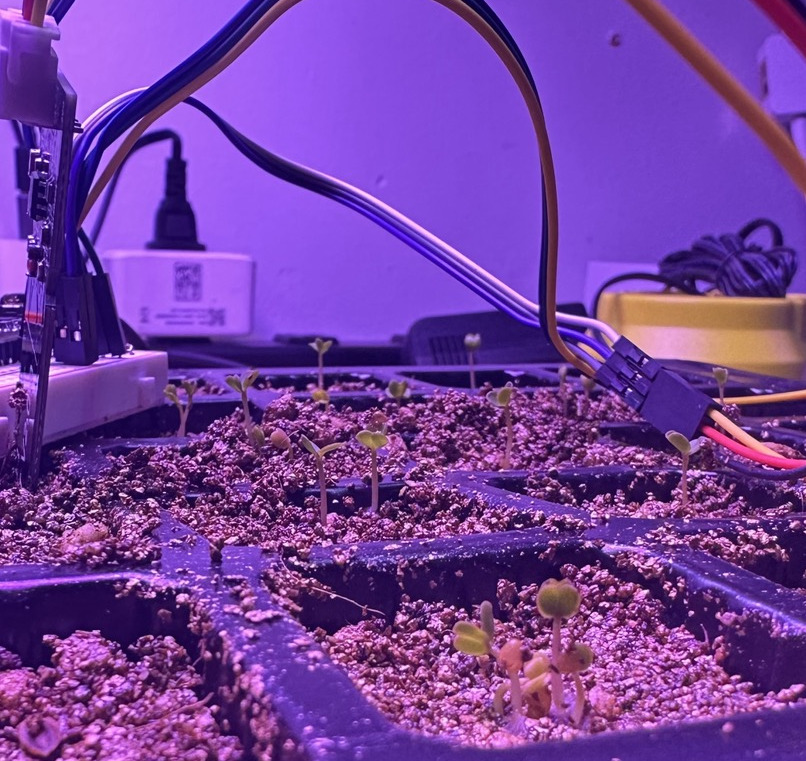 First arugula seedlings emerging